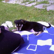 Blanding af racer Mille