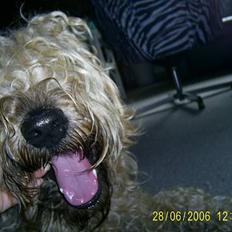 Irish softcoated wheaten terrier Tucky