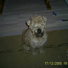 Irish softcoated wheaten terrier Tucky