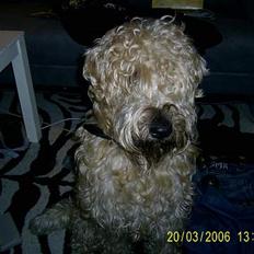 Irish softcoated wheaten terrier Tucky