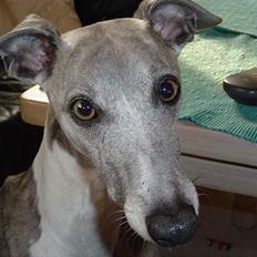 Whippet Sunny