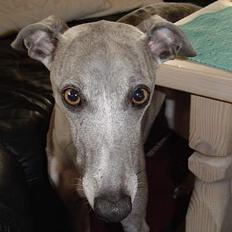 Whippet Sunny
