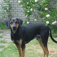 Blanding af racer Mikey