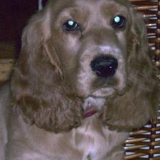 Cocker spaniel Lady