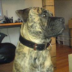 Blanding af racer Tjalfe - Nu Uden Klodser*