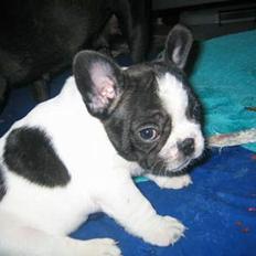 Fransk bulldog gizmo loke