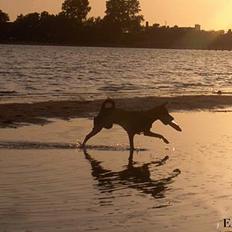 Dvaergpinscher Lille Lua Kahlúa
