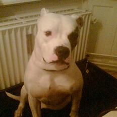 Amerikansk bulldog VBA's Coco Chanel - Malou