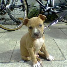 Amerikansk staffordshire terrier Albert