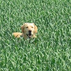 Labrador retriever Balou * 8/5-2014*