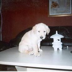 Labrador retriever Balou * 8/5-2014*