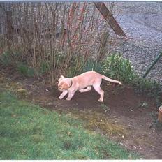 Labrador retriever Balou * 8/5-2014*