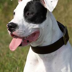 Amerikansk bulldog Balder