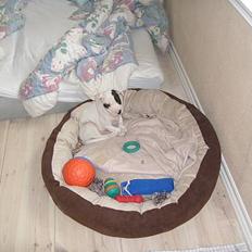 Amerikansk bulldog Balder