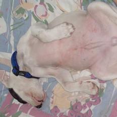 Amerikansk bulldog Balder