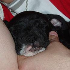 Amerikansk staffordshire terrier sif