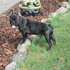 Fransk bulldog gangster