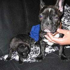 Fransk bulldog gangster