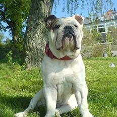 Engelsk bulldog Eigil