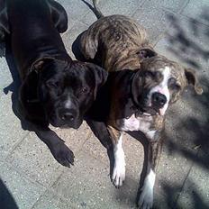 Amerikansk staffordshire terrier Milo