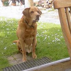 Labrador retriever Scott