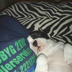 Fransk bulldog Joker