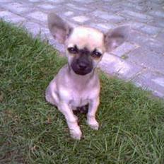 Chihuahua Tjalfe