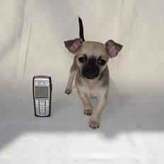 Chihuahua Tjalfe