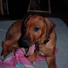 Rhodesian ridgeback n'Dondela.  ( Anton )