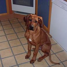 Rhodesian ridgeback n'Dondela.  ( Anton )