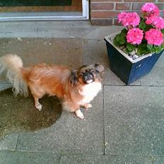 Tibetansk spaniel Zenta Kia