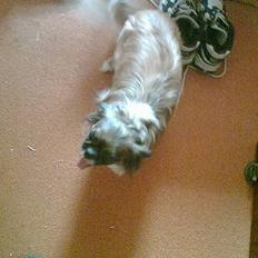 Tibetansk spaniel Zenta Kia