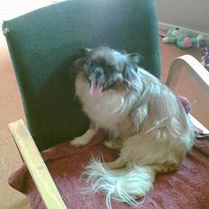 Tibetansk spaniel Zenta Kia