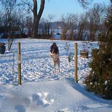 Field Trial spaniel Targo