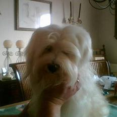 Bichon havanais Bubber
