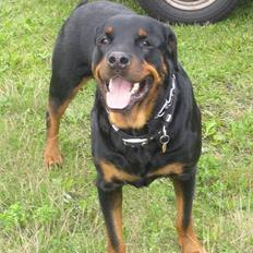 Rottweiler R.I.P. Hannibal 