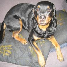 Rottweiler R.I.P. Hannibal 