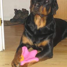 Rottweiler R.I.P. Hannibal 