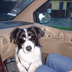 Border collie Frækkert