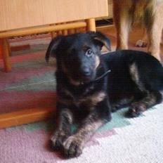 Schæferhund Sille. Rip
