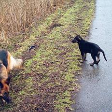 Schæferhund Sille. Rip