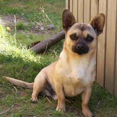Blanding af racer Chiko.. Chihuahua-bla.