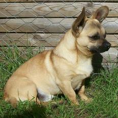 Blanding af racer Chiko.. Chihuahua-bla.