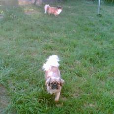 Tibetansk spaniel Kico