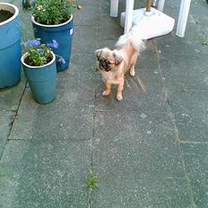 Tibetansk spaniel Kico