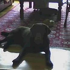 Labrador retriever Bjørn (Hannibal)