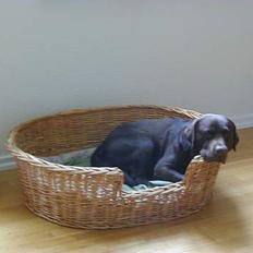 Labrador retriever Bjørn (Hannibal)
