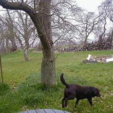 Labrador retriever Bjørn (Hannibal)