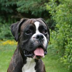 Boxer Kessler *R.I.P.*