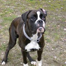 Boxer Kessler *R.I.P.*